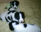Landseer-Welpen