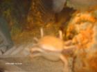 Axolotl zu verkaufen
