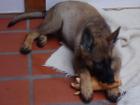 Deutsche Doggenwelpen